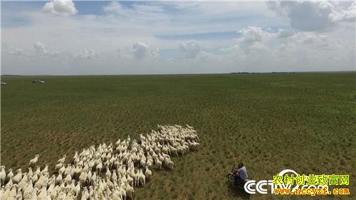 [�¸���]����Ů�������� һֻ��ֵ7000Ԫ 20181011 