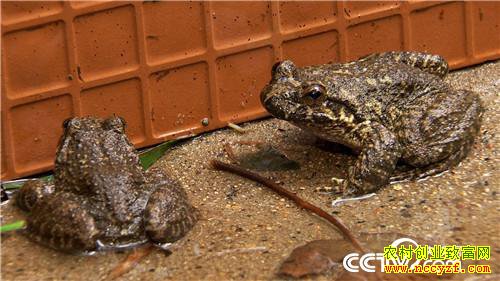 [�¸���]�Ĵδ�ҵ��м� ֻΪ��ɽ�ܲƸ� 20181012 