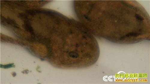 [�¸���]�Ĵδ�ҵ��м� ֻΪ��ɽ�ܲƸ� 20181012 