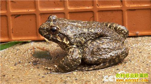 [�¸���]�Ĵδ�ҵ��м� ֻΪ��ɽ�ܲƸ� 20181012 