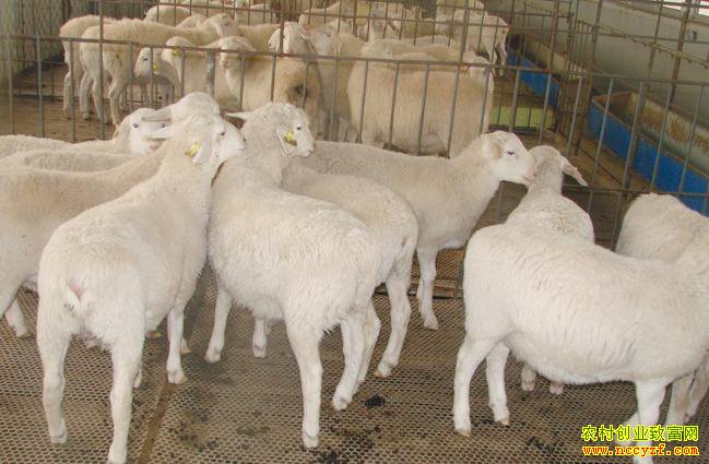 ����۸�������� 2018����һֻ��׬���߰�Ԫ