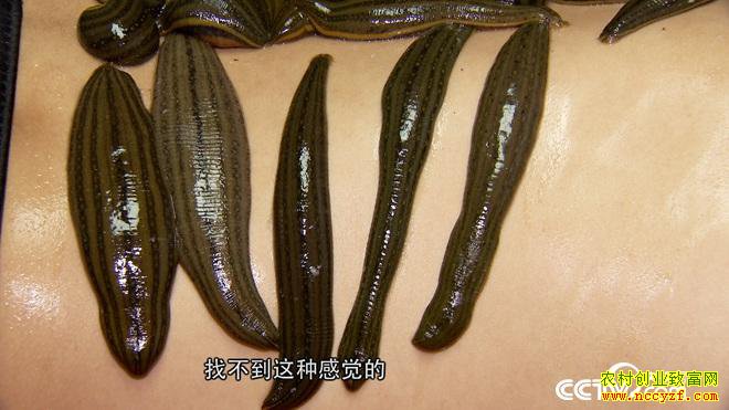 ���ֶ��������� ��ȴ��׬500��