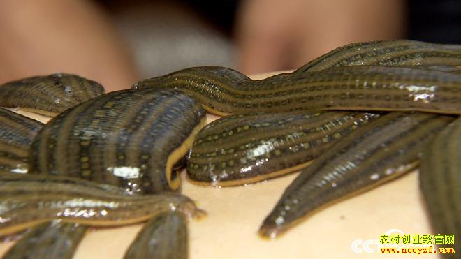 ���ֶ��������� ��ȴ��׬500��