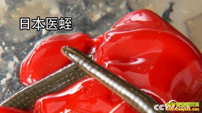 ���ֶ��������� ��ȴ��׬500��