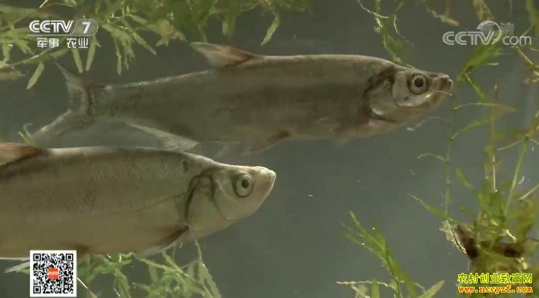 [�Ƽ�Է]�㽭���ݹ�ëͷ��һ������ ��׬����