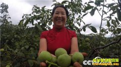 [�¸���]ɽ����Դ�س�����ֲ�����������800��