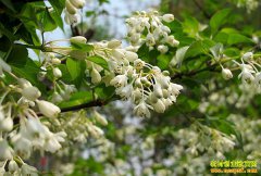 һ�����ã�ũ����ֲ���黨��ʡ���ͣ�ǰ������