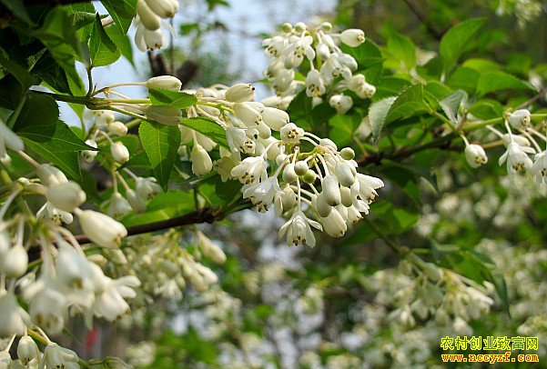 һ�����ã�ũ����ֲ���黨��ʡ���ͣ�ǰ������