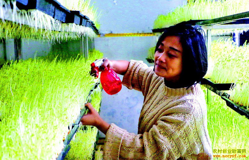 �Ĵ��������᷵�紴ҵ��ֲ�㶹ѿ���ֳ����¸�ϣ��