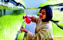 �Ĵ��������᷵�紴ҵ��ֲ�㶹ѿ����6��Ԫ