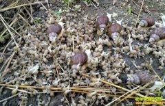 ����������5����ֳ������������ֳ������ţ�����۶50��Ԫ