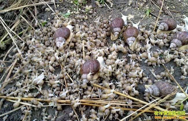 ����������5����ֳ������������ֳ������ţ�����۶50��Ԫ