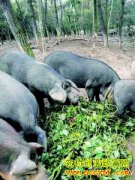 �������� �������� �㽭����ʢ��»�������¸���