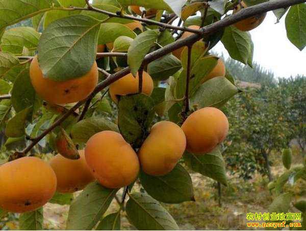 ��ֲʲô��׬Ǯ�������ӡ�ľ�̹�����ܸ������ֲ��Ŀ�Ƽ�����