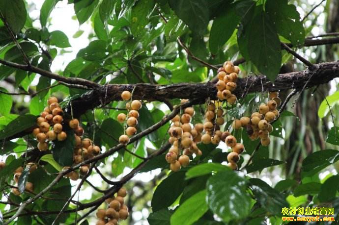 ��ֲʲô��׬Ǯ�������ӡ�ľ�̹�����ܸ������ֲ��Ŀ�Ƽ�����