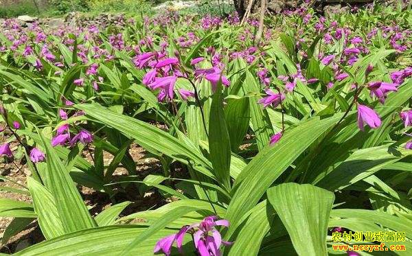 ��ֲʲô��׬Ǯ�������ӡ�ľ�̹�����ܸ������ֲ��Ŀ�Ƽ�����