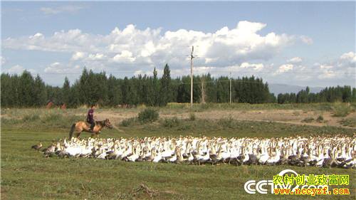 [�¸���]�½���ȫׯ�����Ŷ� ��ֳ�½��ɶ��òƸ�������