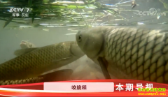 [�Ƽ�Է]ι���� ���ൾ �ŷ�����������