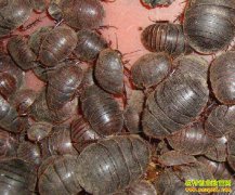 ɽ����������͢�׷��紴ҵ��ֳ��Ԫǰ����