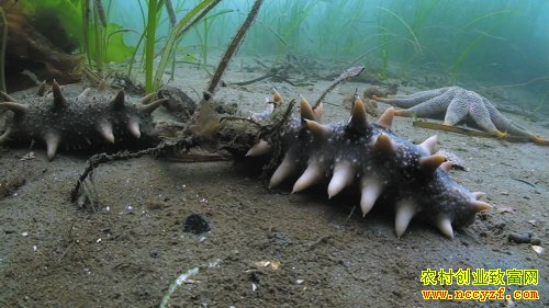 ���μ۸񴴽�10���¸ߣ�ҵ����ʿԤ�⺣�μ۸߻����������������