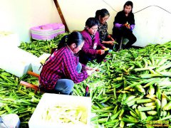 ������������ �Ĵ�Ӫɽ�ذ������������Ч���