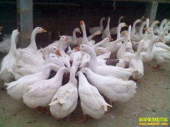 2018��11��30��������Ʒ�죨��̭�϶죩�۸�����