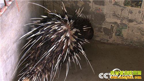 [�¸���]�������ݳ�־����ֳ����׬��ǧ��Ƹ�