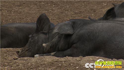 [�¸���]90����û����������� һͷ����2000��Ԫ 20181113 