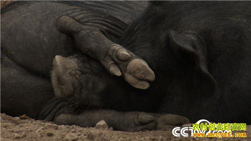 [�¸���]90����û����������� һͷ����2000��Ԫ 20181113 