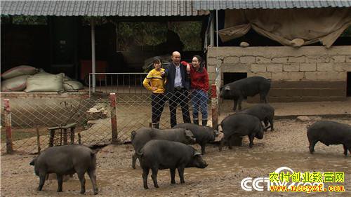 [�¸���]90����û����������� һͷ����2000��Ԫ 20181113 