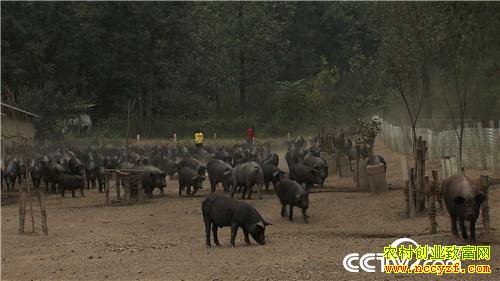 [�¸���]90����û����������� һͷ����2000��Ԫ 20181113 