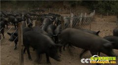 [�¸���]�����ﴨ90����û����������� һͷ����2000��Ԫ