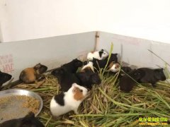 Ұζ��Ƥë��������λһ�壡����������������ֳ�����ø����棡