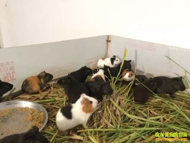 Ұζ��Ƥë��������λһ�壡����������������ֳ�����ø����棡