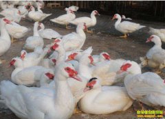 ɽ������������ɢ�������������¸�·