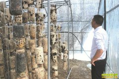 �Ĵ����أ��ոѷ��ͱ���� ��ֲ����Ч���