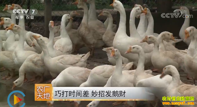 [ũ�����]���ճ��ݳ�Ч���ɴ�ʱ����������췢���