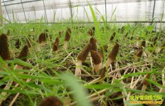 ������������ֲ��Ǿ���ũ���¸�����Ŀ