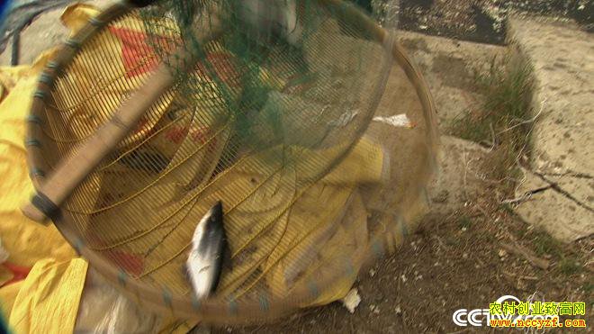 [�¸���]����������¶�����������ϡ��������׬��ǧ���