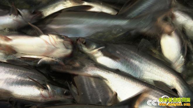 [�¸���]����������¶�����������ϡ��������׬��ǧ���