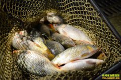 2022��4��9�ձ����·����г���ˮ�������۸�