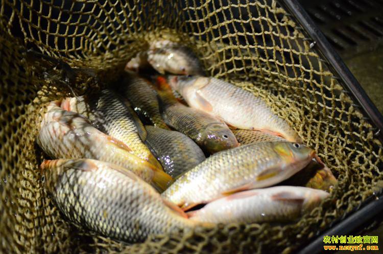 δ����ˮ��۸��С������ ר��Ԥ��δ����ˮ��۸�����