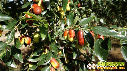 [�¸���]����ͷ�� ���˲Ƹ� ���ѻ�ɳ��ƽ� 20181119 