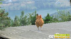 [�¸���]�ϼ����� �����˲��Ž���������Ǯ��������������800��