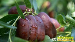 [�¸���]�����γ��ع�����ֲ����ѻ�ɳ��ƽ�