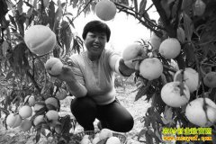 ɽ���������Ų�����լ������ֲѩ��ĶЧ��4-5��Ԫ