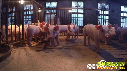 ��Ů��ʦ�������� һͷ����3000��Ԫ