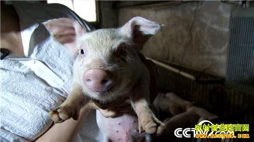 ��Ů��ʦ�������� һͷ����3000��Ԫ