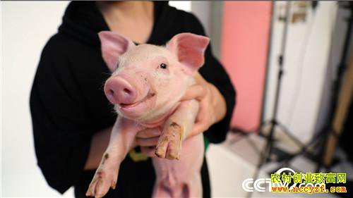 ��Ů��ʦ�������� һͷ����3000��Ԫ