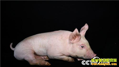 ��Ů��ʦ�������� һͷ����3000��Ԫ